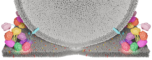 Symbolbild: Schematische Darstellung des Proteins Otoferlin